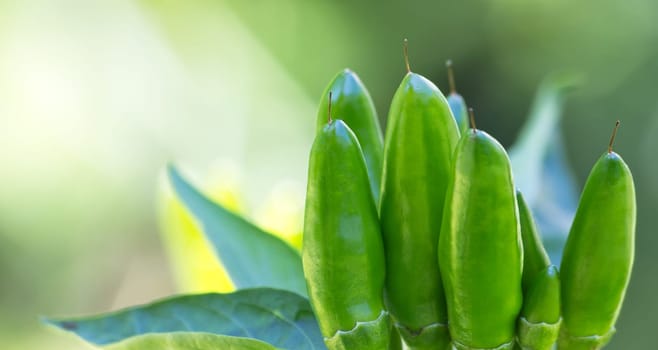 chili picante a mazetti