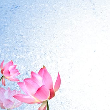 Lotus with nice background for adv or others purpose use