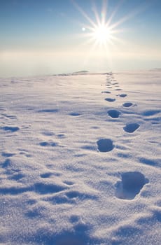 Tracks in the snow