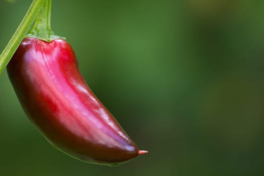 Chili Jalapeno