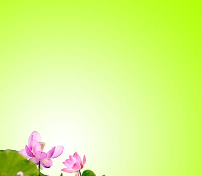 Lotus with nice background for adv or others purpose use