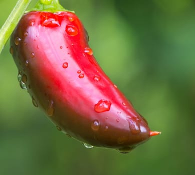 Chili Jalapeno