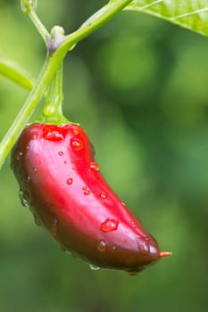 Chili Jalapeno