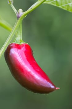 Chili Jalapeno