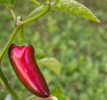 Chili Jalapeno