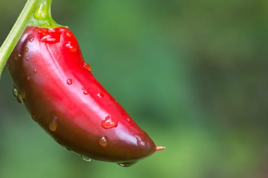 Chili Jalapeno