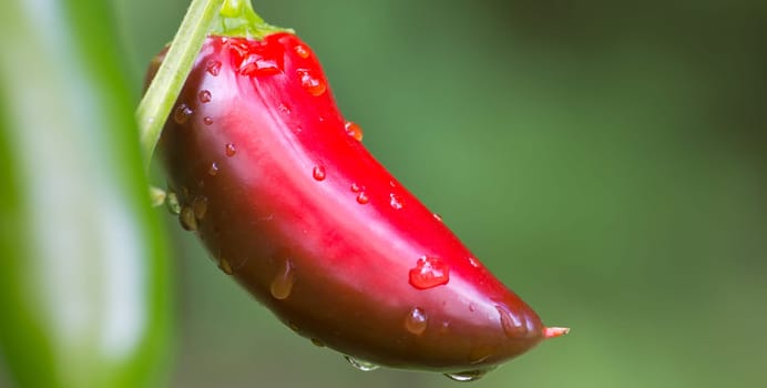 Chili Jalapeno
