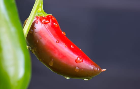 Chili Jalapeno