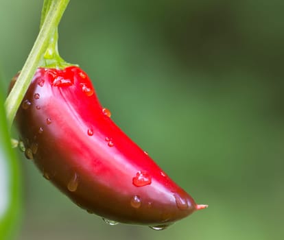 Chili Jalapeno