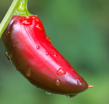 Chili Jalapeno