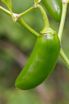 Chili Jalapeno