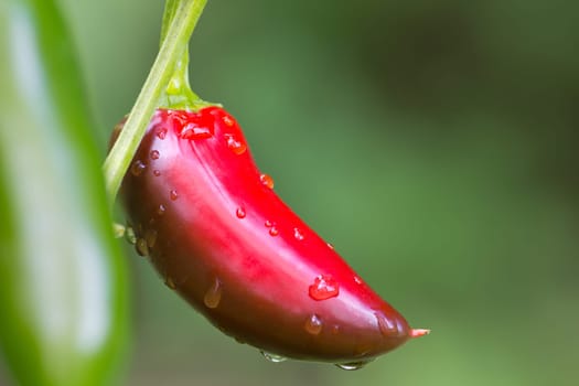 Chili Jalapeno