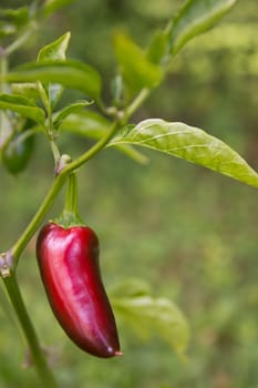 Chili Jalapeno