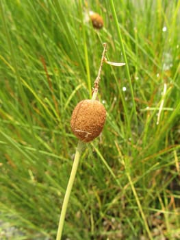 Small cattail - Typha minima