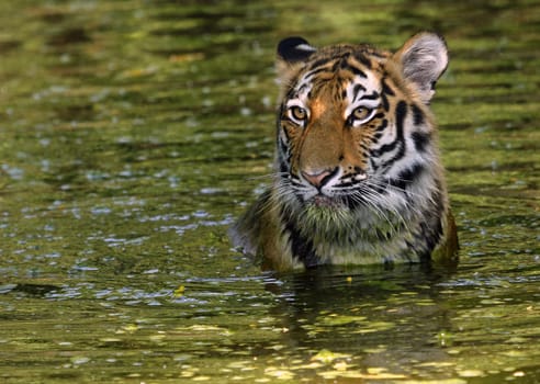 Bathing