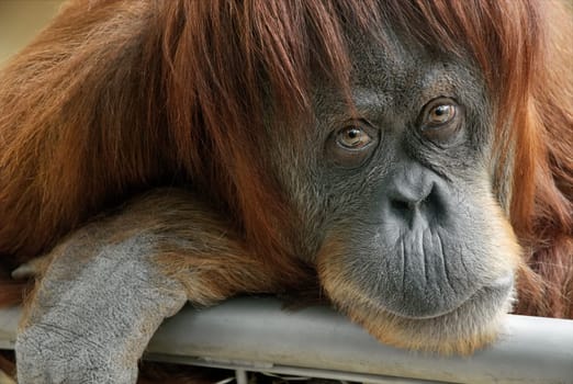 Portrait of a beautiful female orangutan in close-up,looking at the camera