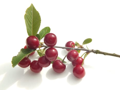 cherry