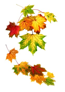 Studio shot of falling colorful autumn leaves with white space