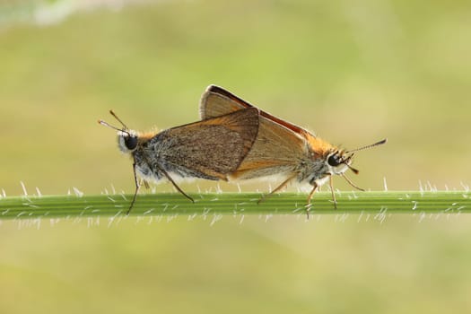 Thick-headed butterfly mating
