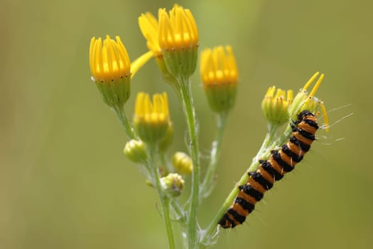 Caterpillar of the Scallop Bear