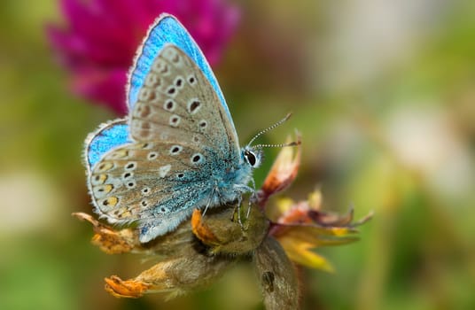 Sky Blue Male
