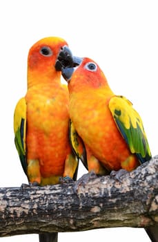 Sun Conure Parrot on a Tree Branch