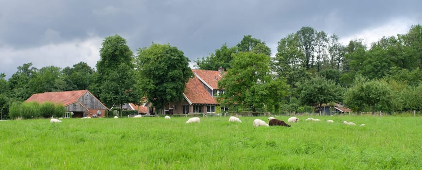 sheep grazing in tall grass in front of a dutch farm