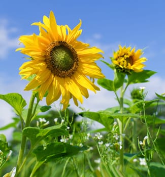 yellow sunflowers against a blue sky