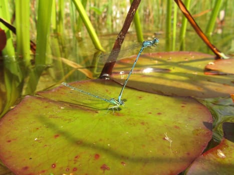 Lesser pitch dragonfly - Ischnura elegans