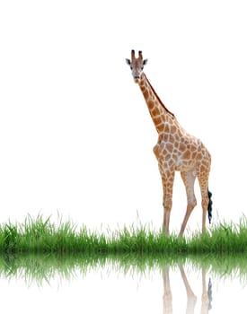 giraffe isolated