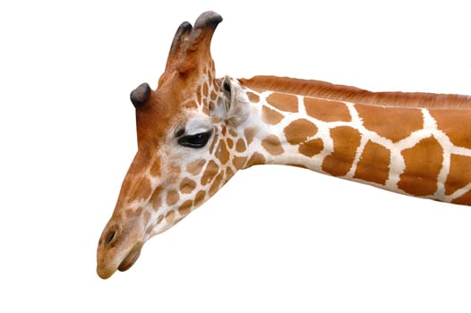 giraffe head isolated