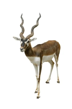 blackbuck