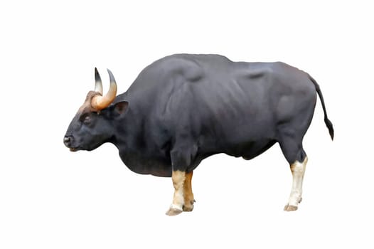 gaur isolated