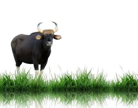 gaur isolated