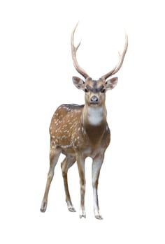 axis deer isolated