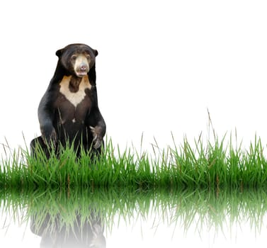 malayan sun bear isolated on white background