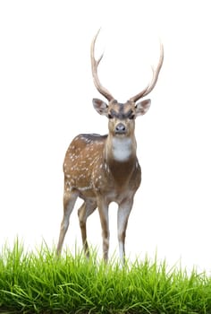 axis deer isolated