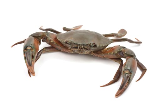 crab isolated on white background