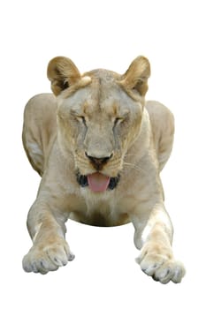 lion isolated