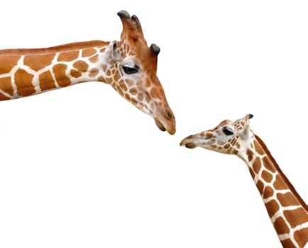 giraffe head isolated