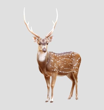 deer isolated