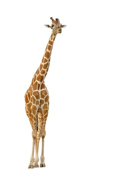 giraffe isolated