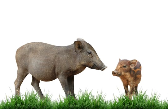 wild boar isolated