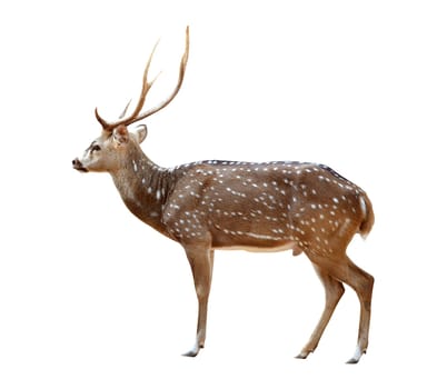 axis deer isolated