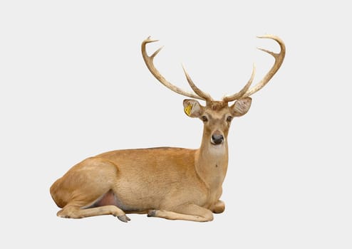 eld deer isolated
