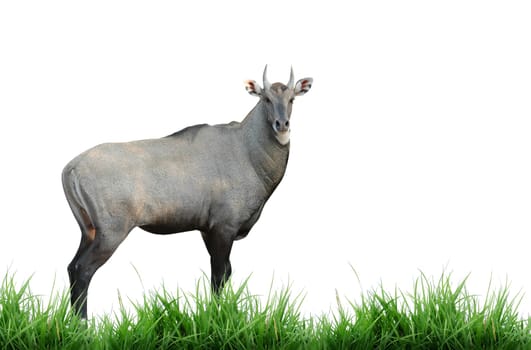 nilgai isolated