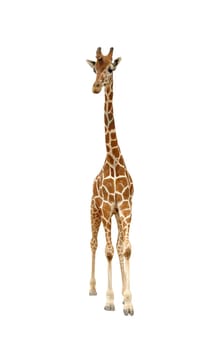 giraffe isolated