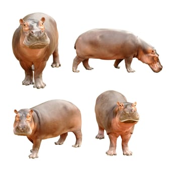 hippopotamus isolated