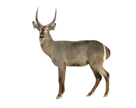 waterbuck isolated