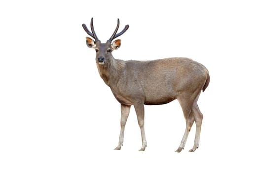 deer isolated